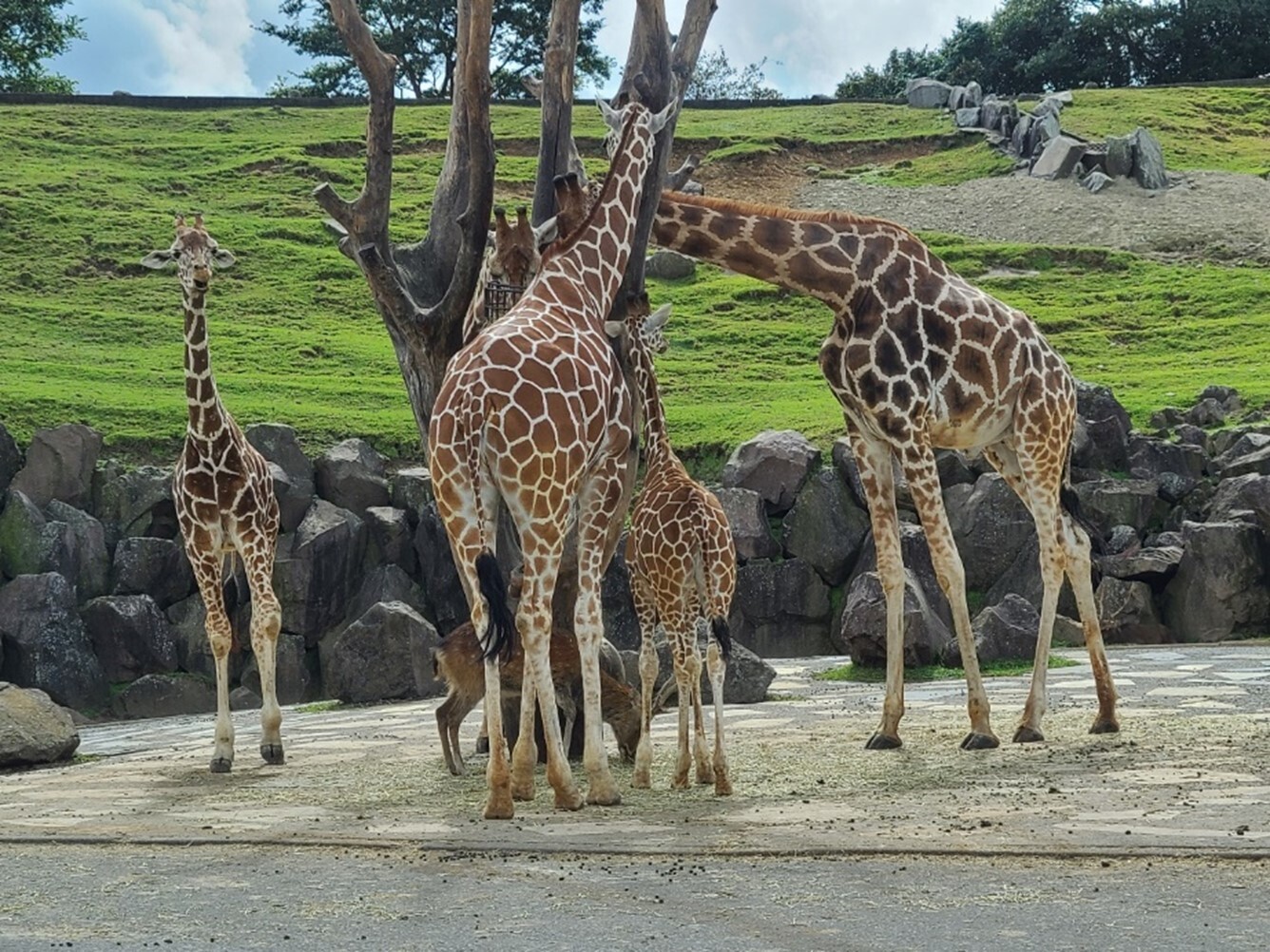 siburoguizumi1
