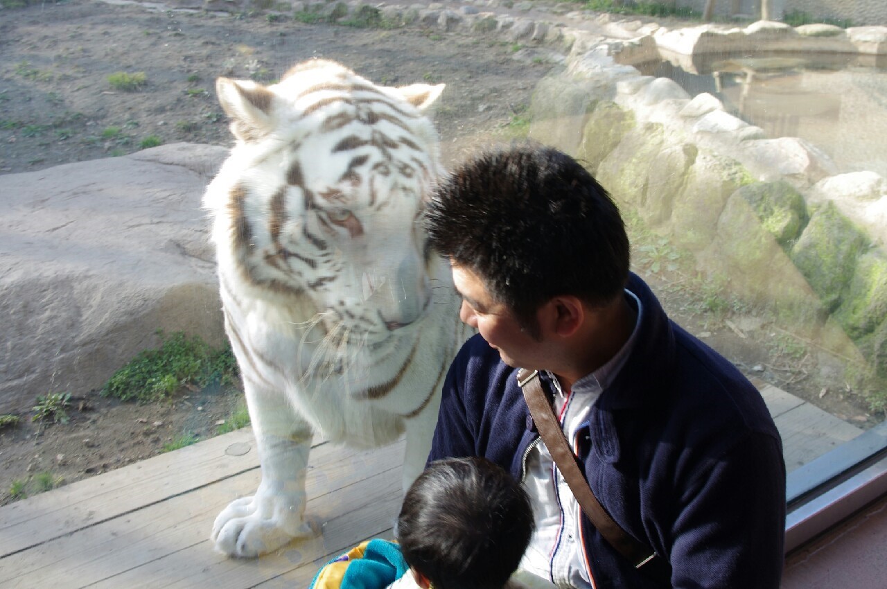 whitetiger